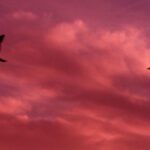 What is ‘Pink Cloud’ in Addiction Recovery?