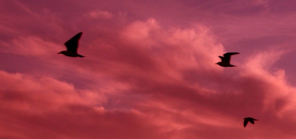 What is ‘Pink Cloud’ in Addiction Recovery?
