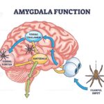 When the Past Still Hurts: How Your Amygdala Protects You (Even When You Don’t Realize It)